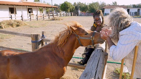 Faethon Miniature Horses Farm